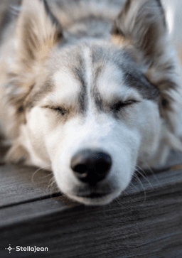 シロと呼ばれた白い子犬　～拾われた新しい命、その後の物語～